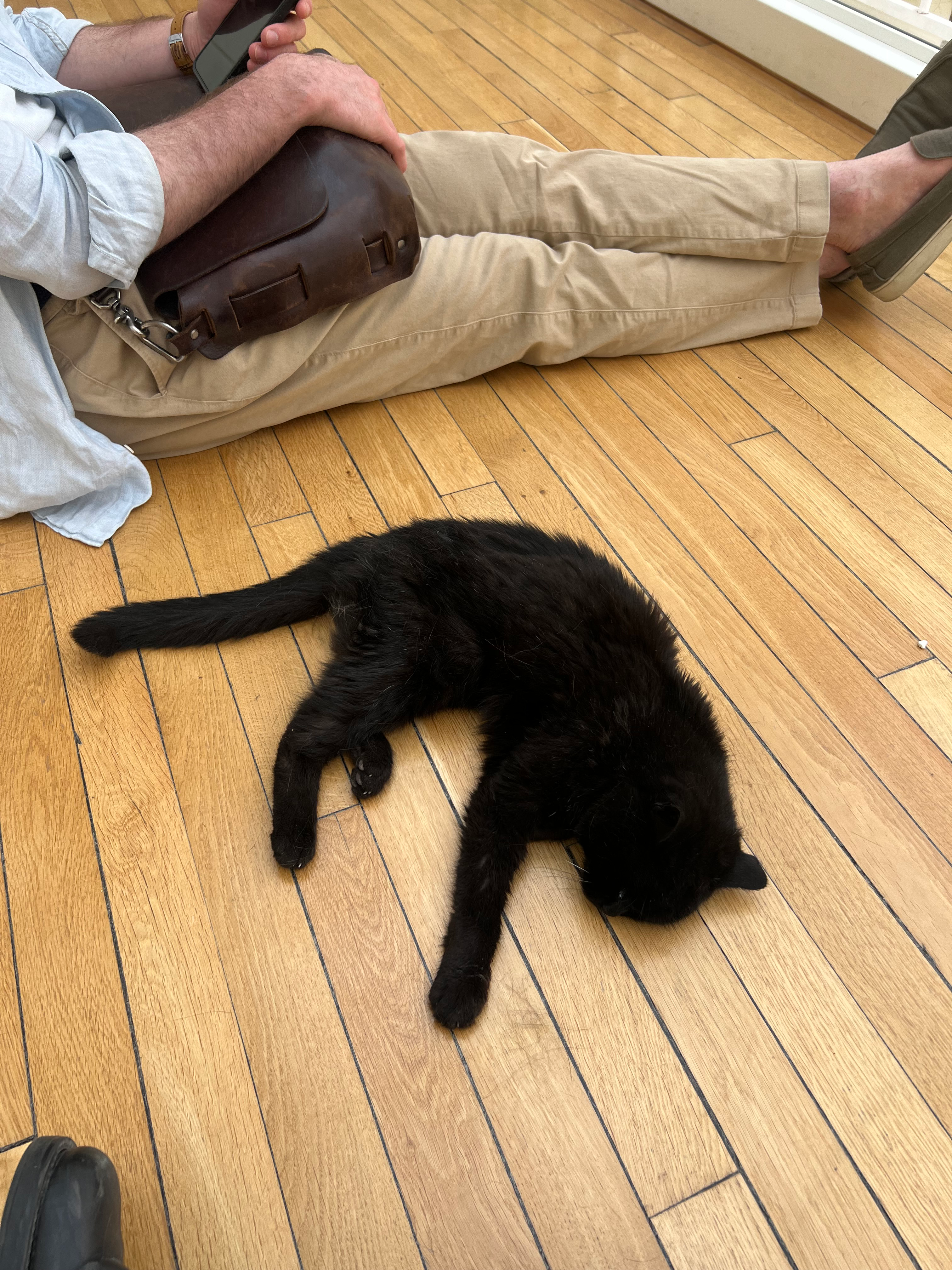 Resident black cat at the Columbia Global Center | Paris, Reid Hall