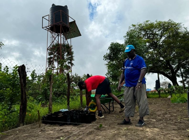 tree planting