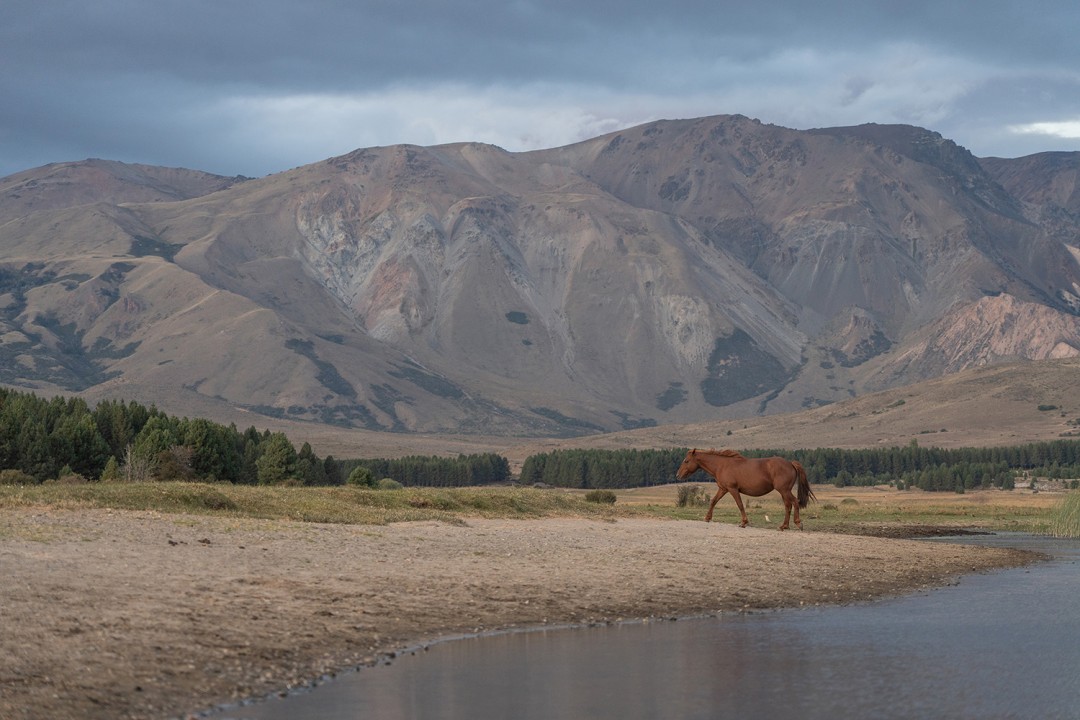  A horse enjoying the grasslands at Laguna La Zeta, in Chubut, Patagonia.