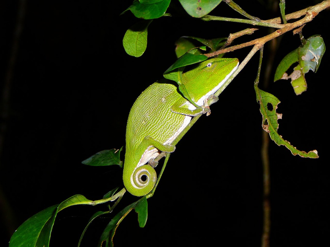  Chameleon spotted on a night walk in the rainfores
