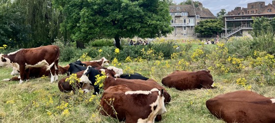 Brown spotted cows in sitting in a green field in Cambridge
