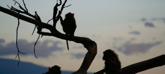 Baboons at Dusk
