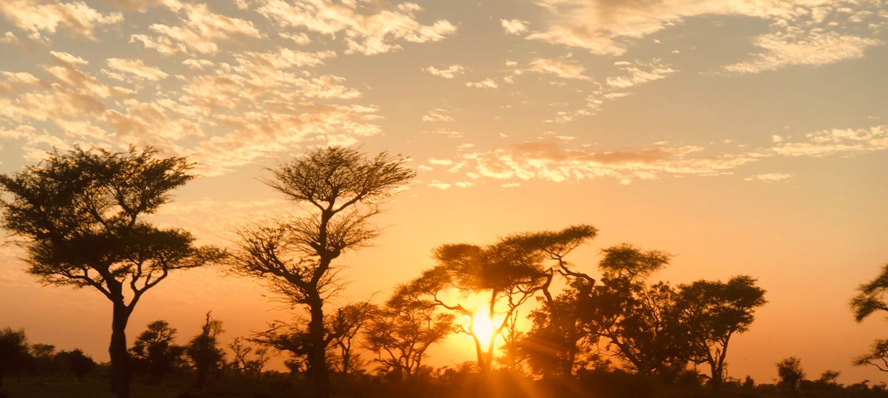 Sunset over trees in Senegal