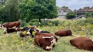 Brown spotted cows in sitting in a green field in Cambridge
