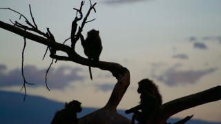 Baboons at Dusk