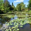Lilypads in a pond